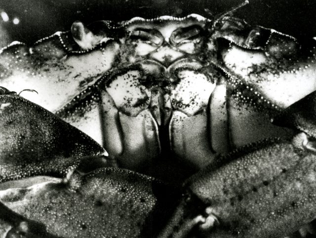 Crabe, vue de face (049002)