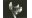 Pédicellaire d'un oursin de roche,1928