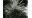 Ver spirographe, panache respiratoire, 1929