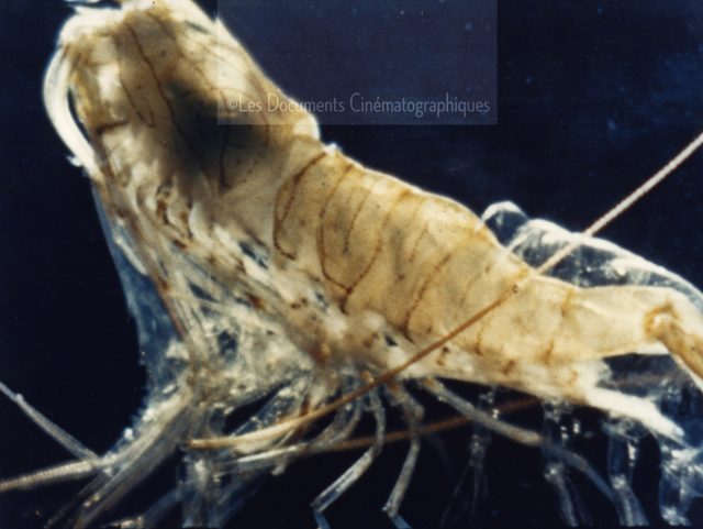 Crevette exuvie (054018)