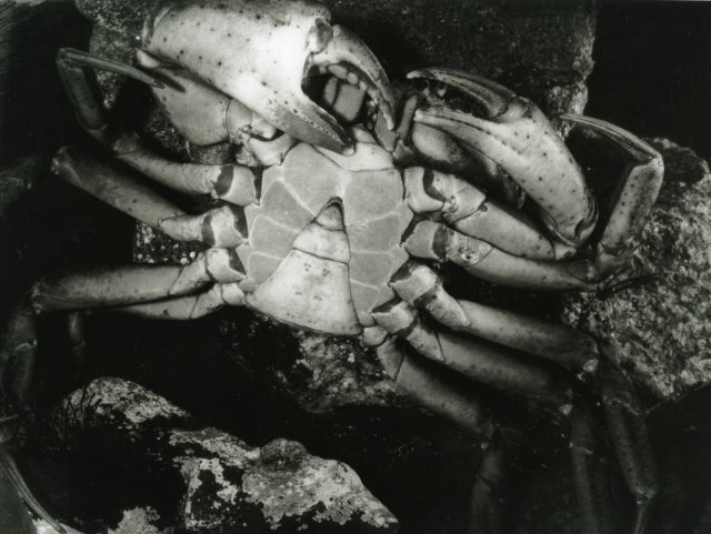 Crabe (049013)