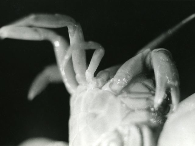 Crabe (049014)