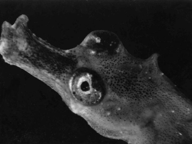 Hippocampe (050057)