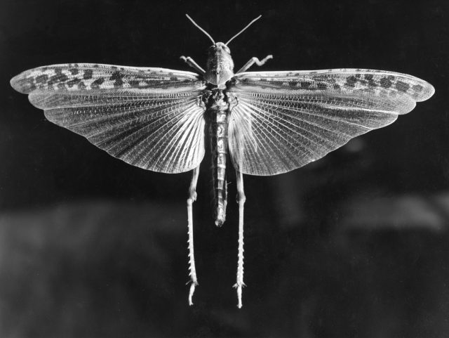 Sauterelle ailes étendues (056-029)