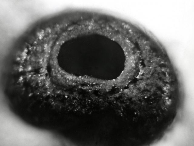 Oeil d'Hippocampe (050060)